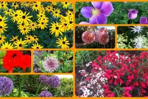 gardencollage gardencollage