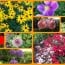 gardencollage